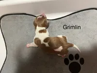 Gremlin, a male Dachshund for sale in Ratcliff, AR – 1 of 3