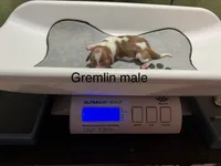 Gremlin, a male Dachshund for sale in Ratcliff, AR – 2 of 3