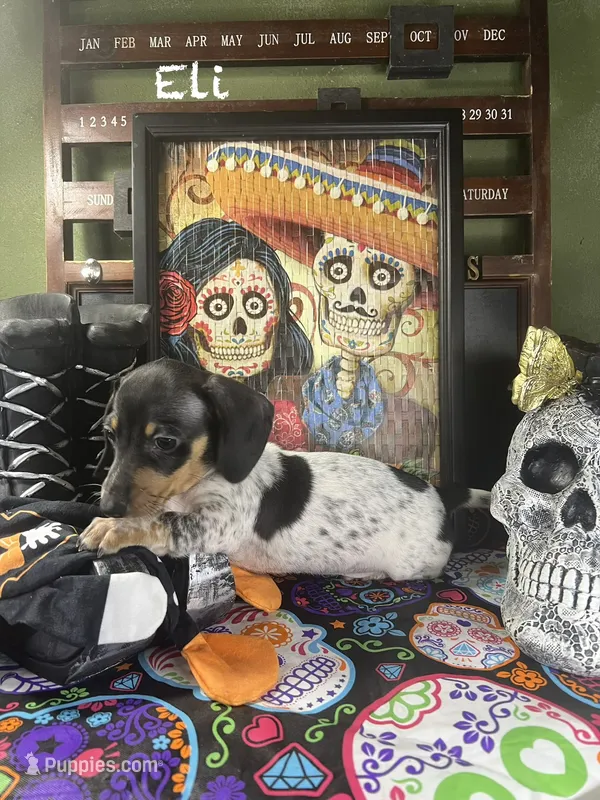 Eli – Dachshund puppy for sale in Ratcliff, AR