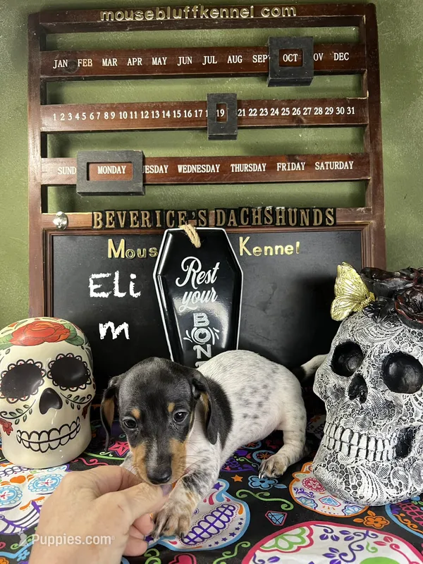 Eli – Dachshund puppy for sale in Ratcliff, AR