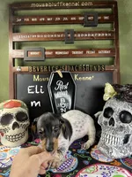 Eli, a male Dachshund for sale in Ratcliff, AR – 1 of 9