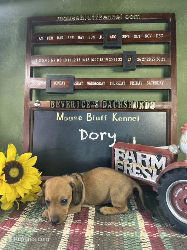 Dory – Dachshund puppy for sale in Ratcliff, AR