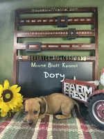 Dory, a female Dachshund for sale in Ratcliff, AR – 1 of 1