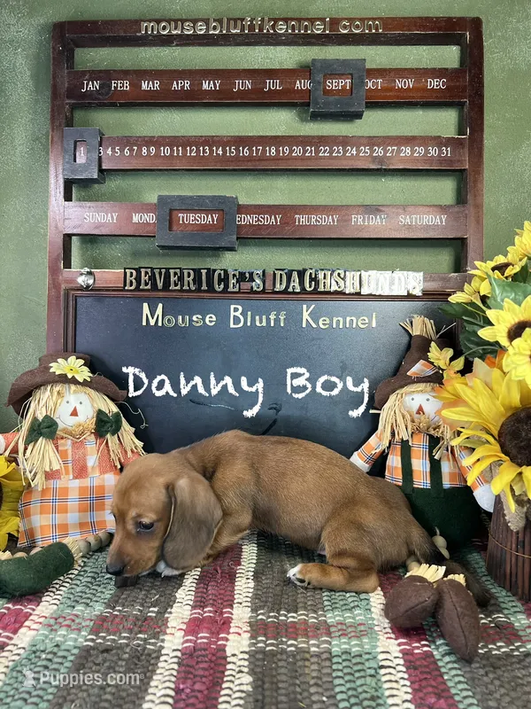 Danny Boy – Dachshund puppy for sale in Ratcliff, AR