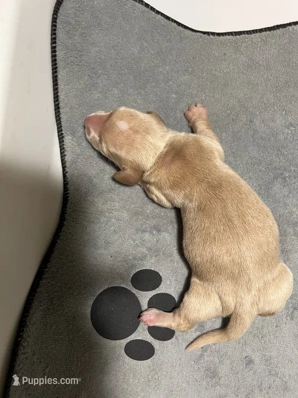 Flash – Dachshund puppy for sale in Ratcliff, AR