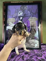 Eli, a male Dachshund for sale in Ratcliff, AR – 2 of 9