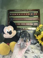 Eli, a male Dachshund for sale in Ratcliff, AR – 7 of 9