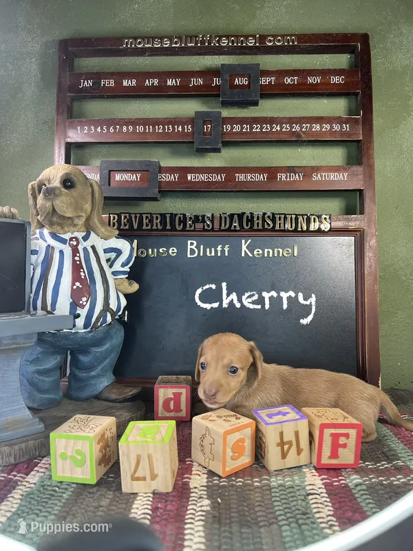 Cherry – Dachshund, Chihuahua puppy for sale in Ratcliff, AR
