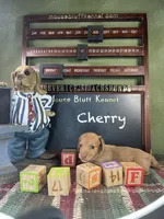 Cherry, a female Dachshund and Chihuahua for sale in Ratcliff, AR – 1 of 1