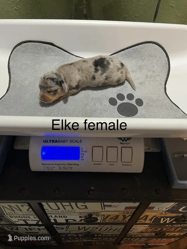 Elke – Dachshund puppy on hold in Ratcliff, AR