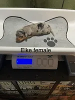 Elke, a female Dachshund for sale in Ratcliff, AR – 1 of 1