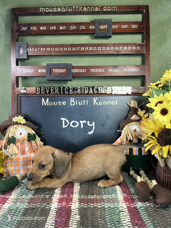Dory – Dachshund puppy for sale in Ratcliff, AR