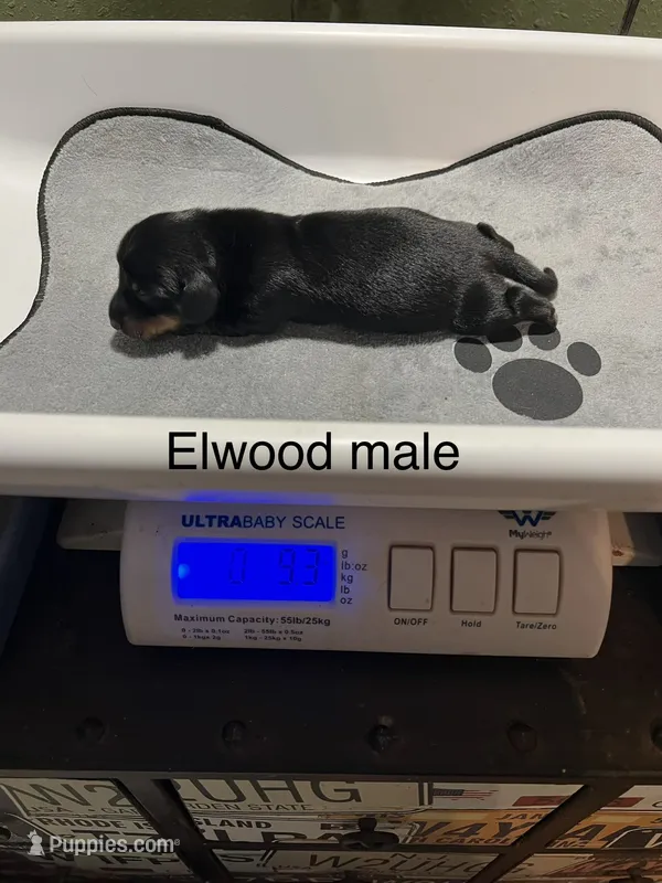 Elwood – Dachshund puppy for sale in Ratcliff, AR