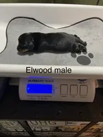 Elwood, a male Dachshund for sale in Ratcliff, AR – 1 of 1