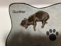 Gunther, a male Dachshund for sale in Ratcliff, AR – 1 of 1