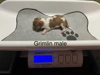 Gremlin, a male Dachshund for sale in Ratcliff, AR – 3 of 3