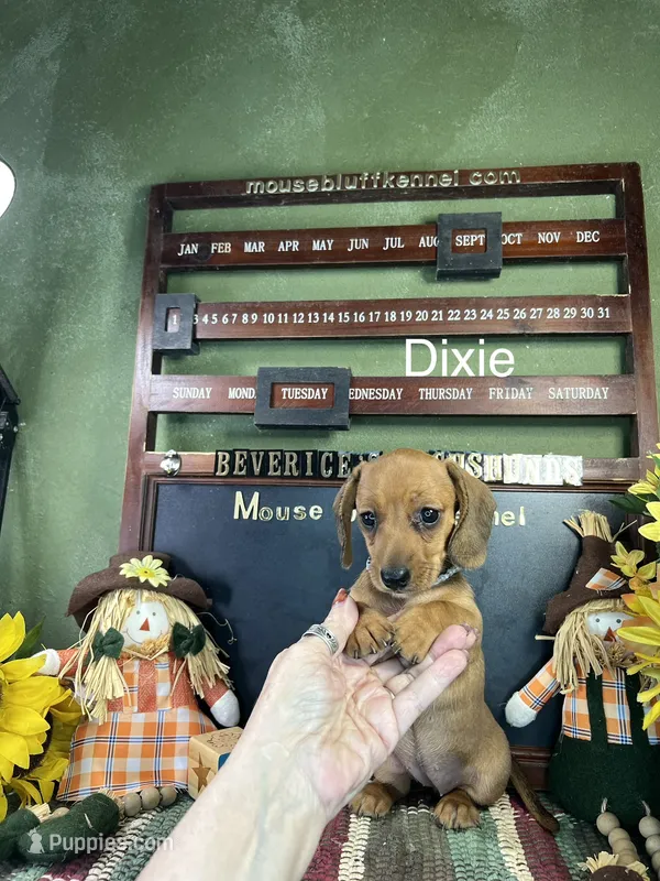 Dixie – Dachshund puppy for sale in Ratcliff, AR