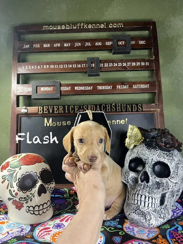 Flash – Dachshund puppy for sale in Ratcliff, AR