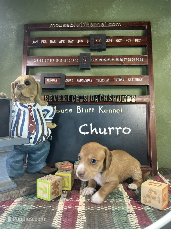 Churro – Dachshund, Chihuahua puppy for sale in Ratcliff, AR