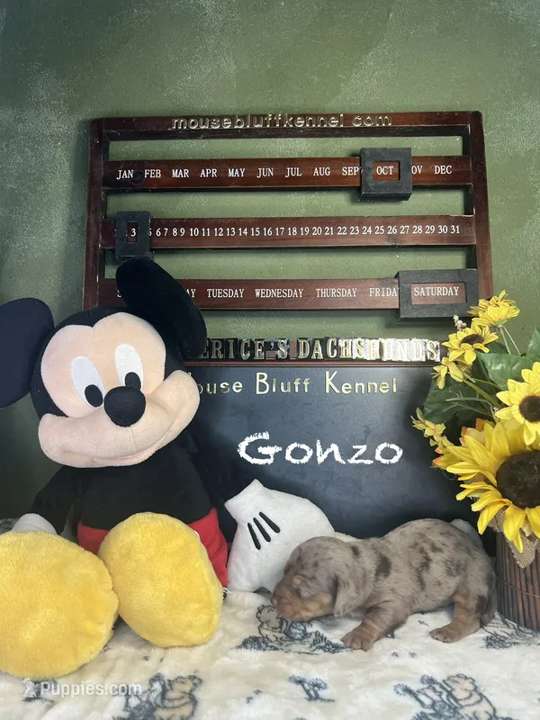 Gonzo – Dachshund puppy for sale in Ratcliff, AR
