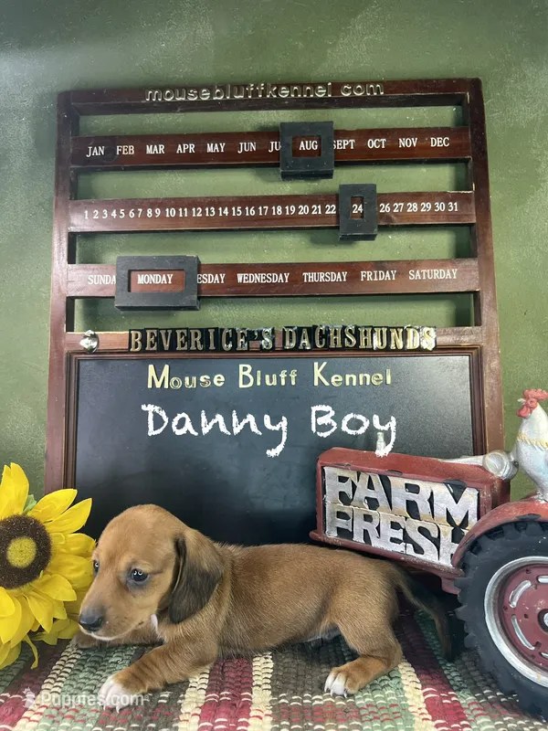 Danny Boy – Dachshund puppy for sale in Ratcliff, AR