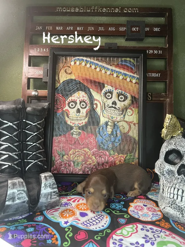 Hershey – Miniature Dachshund puppy for sale in Ratcliff, AR