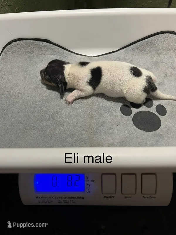 Eli – Dachshund puppy for sale in Ratcliff, AR