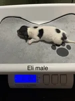 Eli, a male Dachshund for sale in Ratcliff, AR – 1 of 1