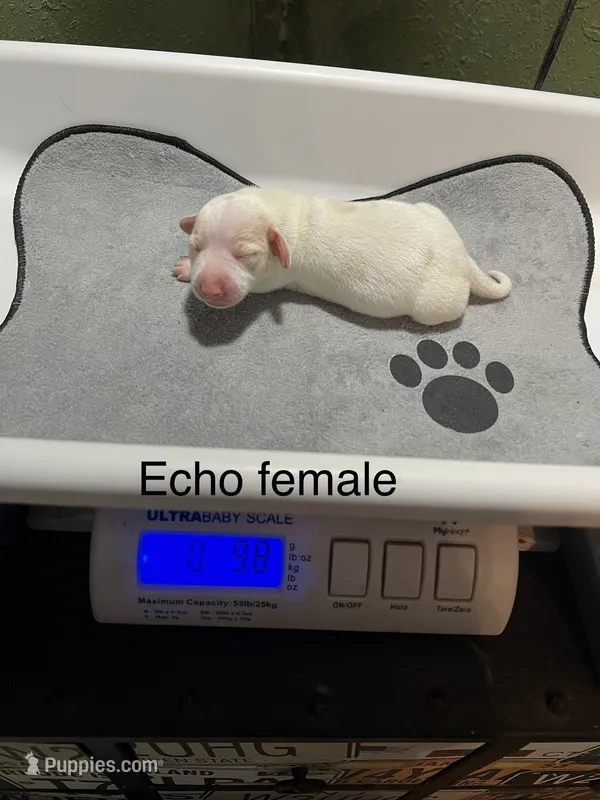 Echo – Dachshund puppy for sale in Ratcliff, AR