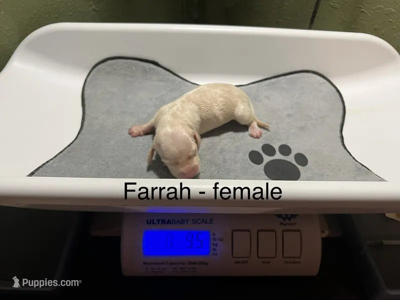 Farrah – Dachshund puppy for sale in Ratcliff, AR