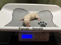 Farrah, a female Dachshund for sale in Ratcliff, AR – 1 of 2