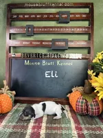 Eli, a male Dachshund for sale in Ratcliff, AR – 8 of 9