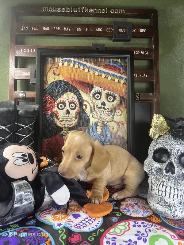 Flash – Dachshund puppy for sale in Ratcliff, AR