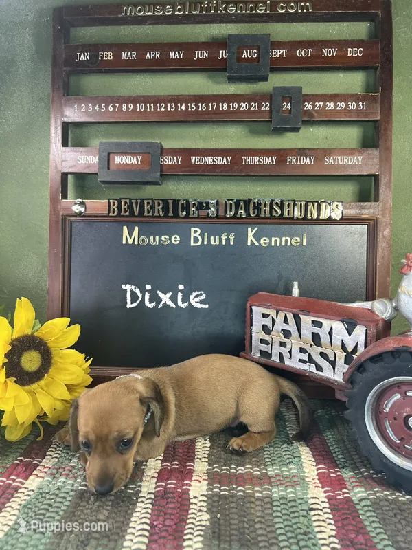 Dixie – Dachshund puppy for sale in Ratcliff, AR