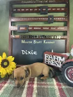 Dixie, a female Dachshund for sale in Ratcliff, AR – 1 of 1