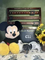 Eli, a male Dachshund for sale in Ratcliff, AR – 6 of 9