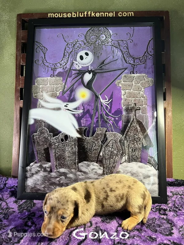 Gonzo – Dachshund puppy for sale in Ratcliff, AR