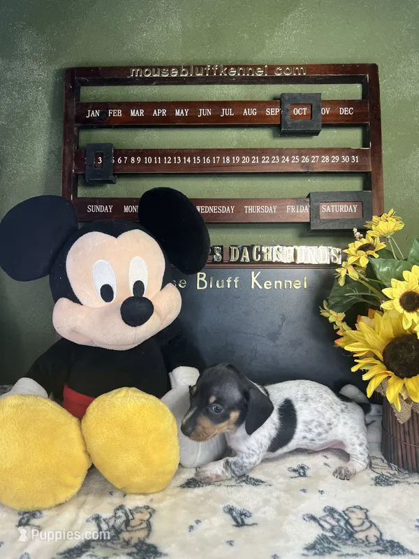 Eli – Dachshund puppy for sale in Ratcliff, AR