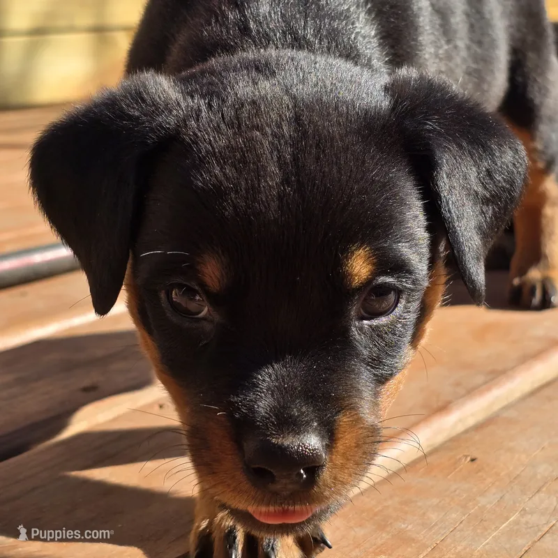 Bear – Rottweiler puppy for sale in Allendale, MI