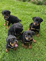Duke, a male Rottweiler for sale in Allendale, MI – 9 of 9