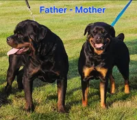 Bear, a male Rottweiler for sale in Allendale, MI – 6 of 7