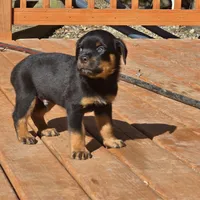 Bear, a male Rottweiler for sale in Allendale, MI – 4 of 7