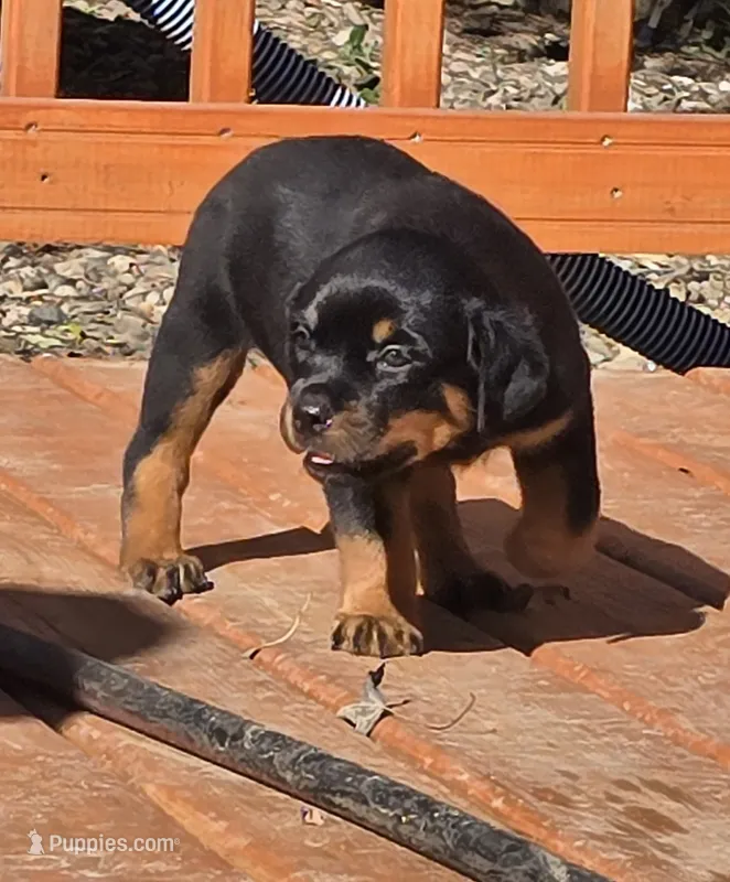 Bear – Rottweiler puppy for sale in Allendale, MI