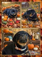 Duke, a male Rottweiler for sale in Allendale, MI – 3 of 9