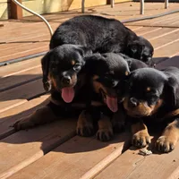 Bear, a male Rottweiler for sale in Allendale, MI – 3 of 7