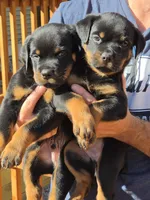 Bear, a male Rottweiler for sale in Allendale, MI – 2 of 7