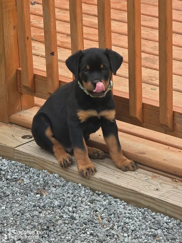 Bear – Rottweiler puppy for sale in Allendale, MI