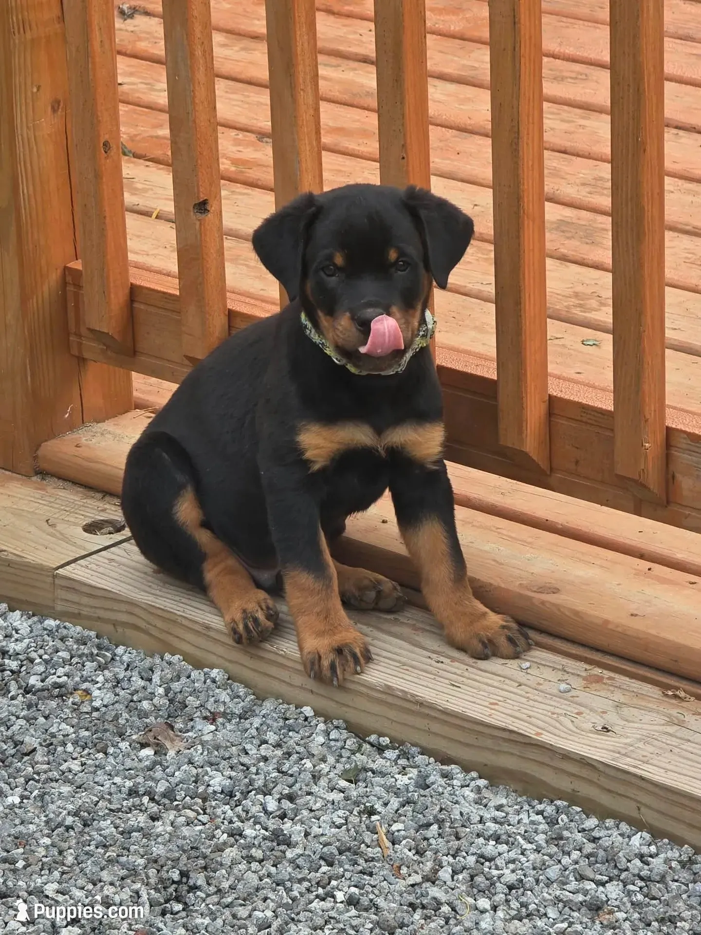 Duke, a male Rottweiler for sale in Allendale, MI – 1 of 9