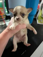 Mickee, a female Chihuahua for sale in Carbon Hill, AL – Photo 2 of 2
