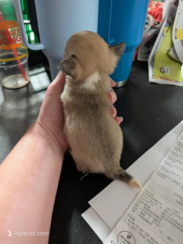 Mickee – Chihuahua puppy for sale in Carbon Hill, AL